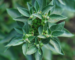 Ashwagandha Benefits and the Hype Explained