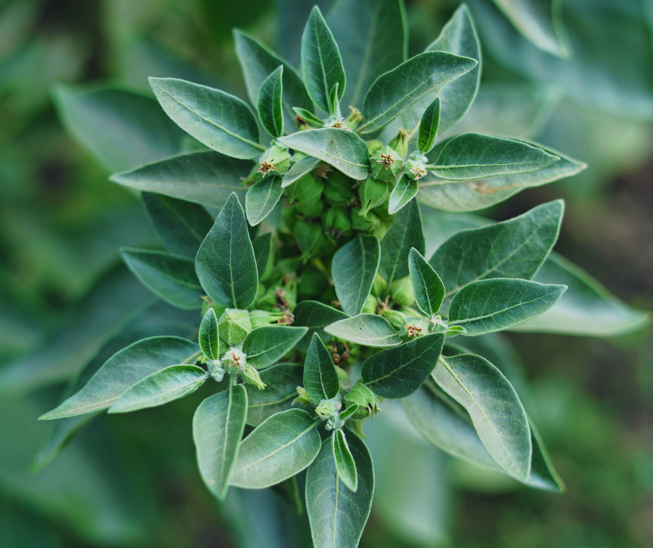 Ashwagandha Benefits and the Hype Explained
