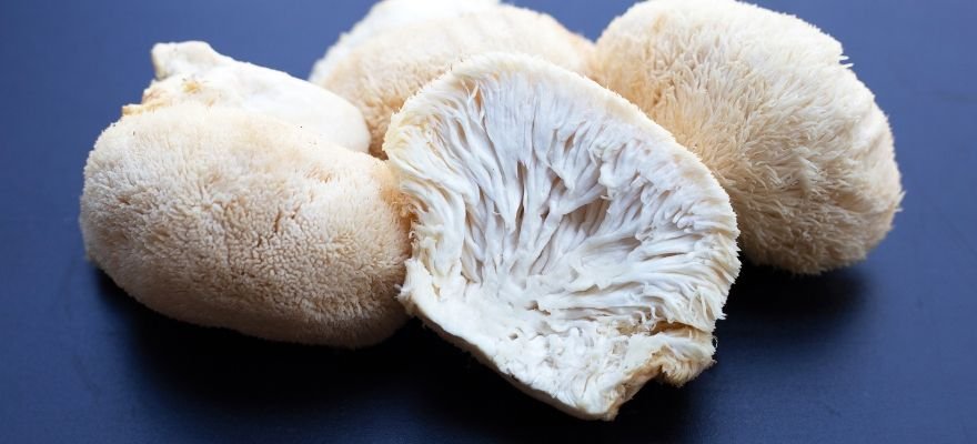 Lion's Mane products