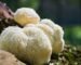 lion's mane mushroom benefits