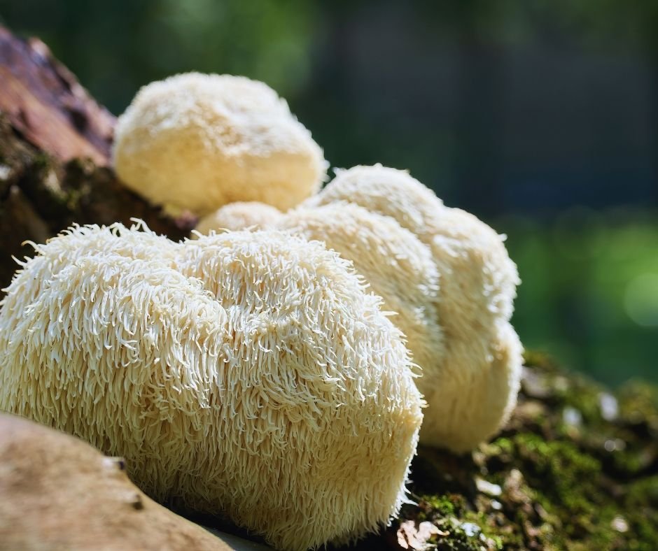 lion's mane mushroom benefits